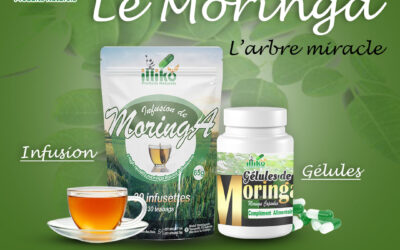 Le Moringa: Un super-Aliments aux Multiples Bienfaits